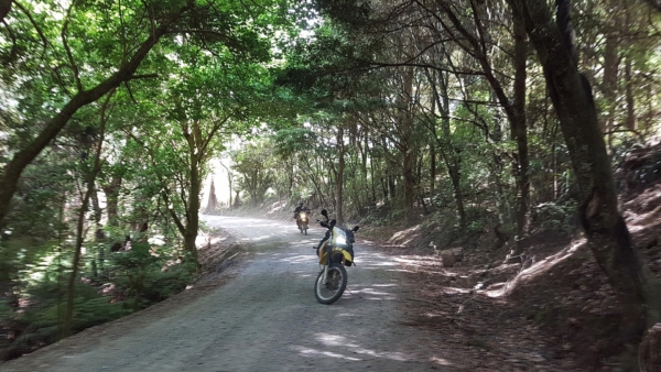 Flat Fern Road