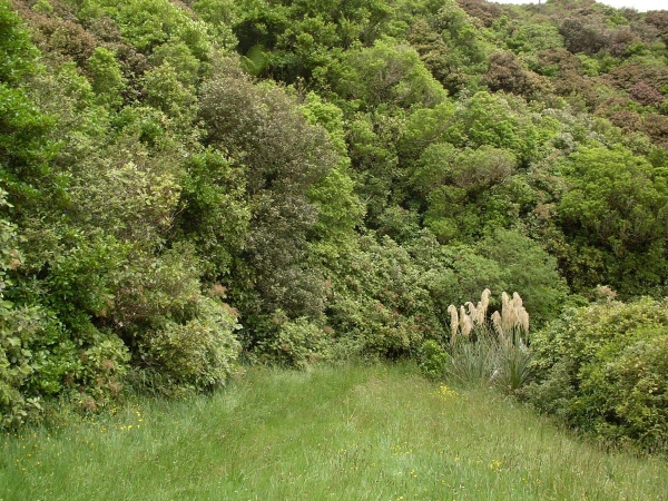 Believe it or not Makairo Track is there
