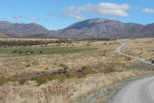 Wild horses on Molesworth Station.