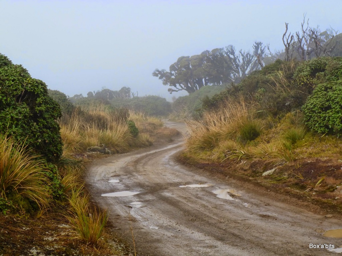 Heading into the clouds on Takapari Road