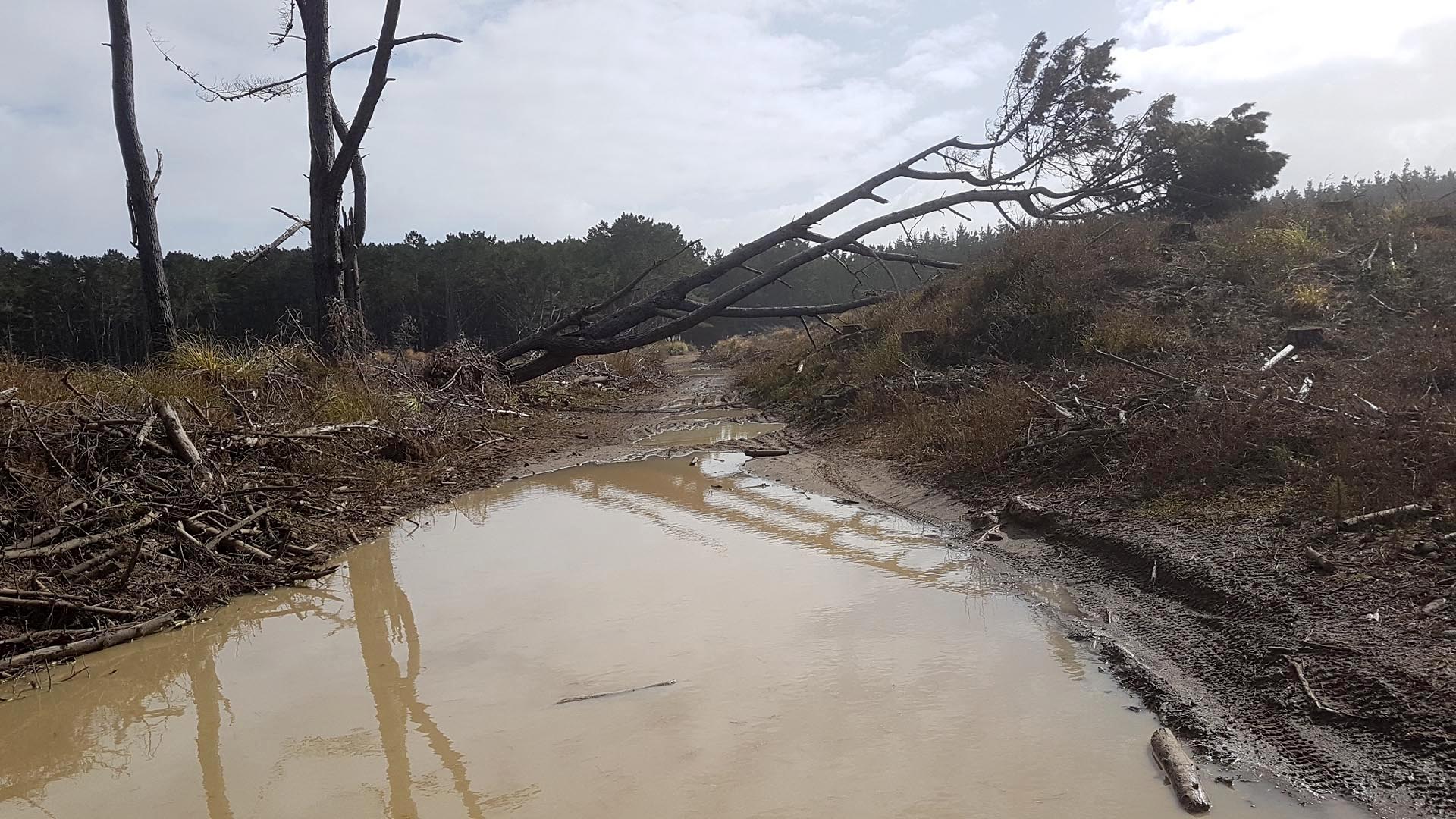Forestry road at The_Sandpit