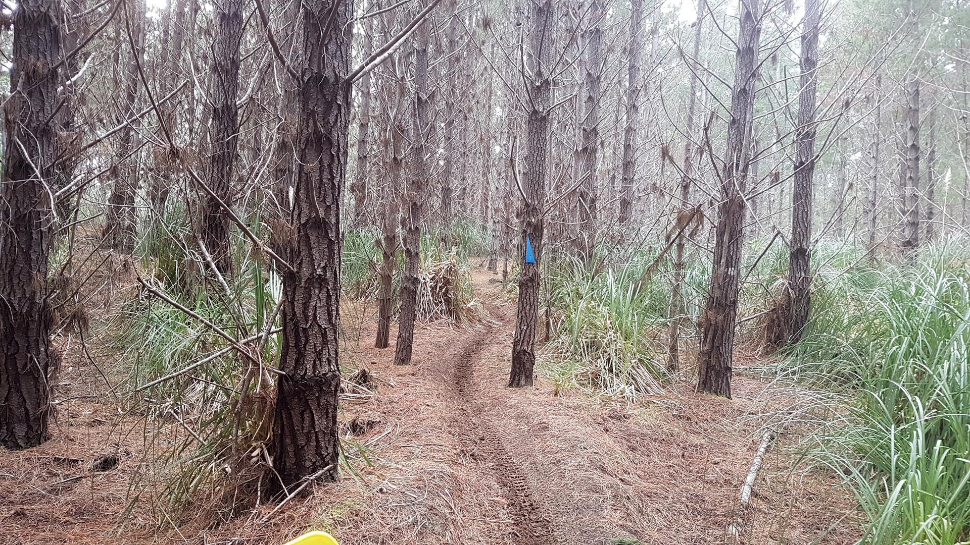 Single track at The Sandpit