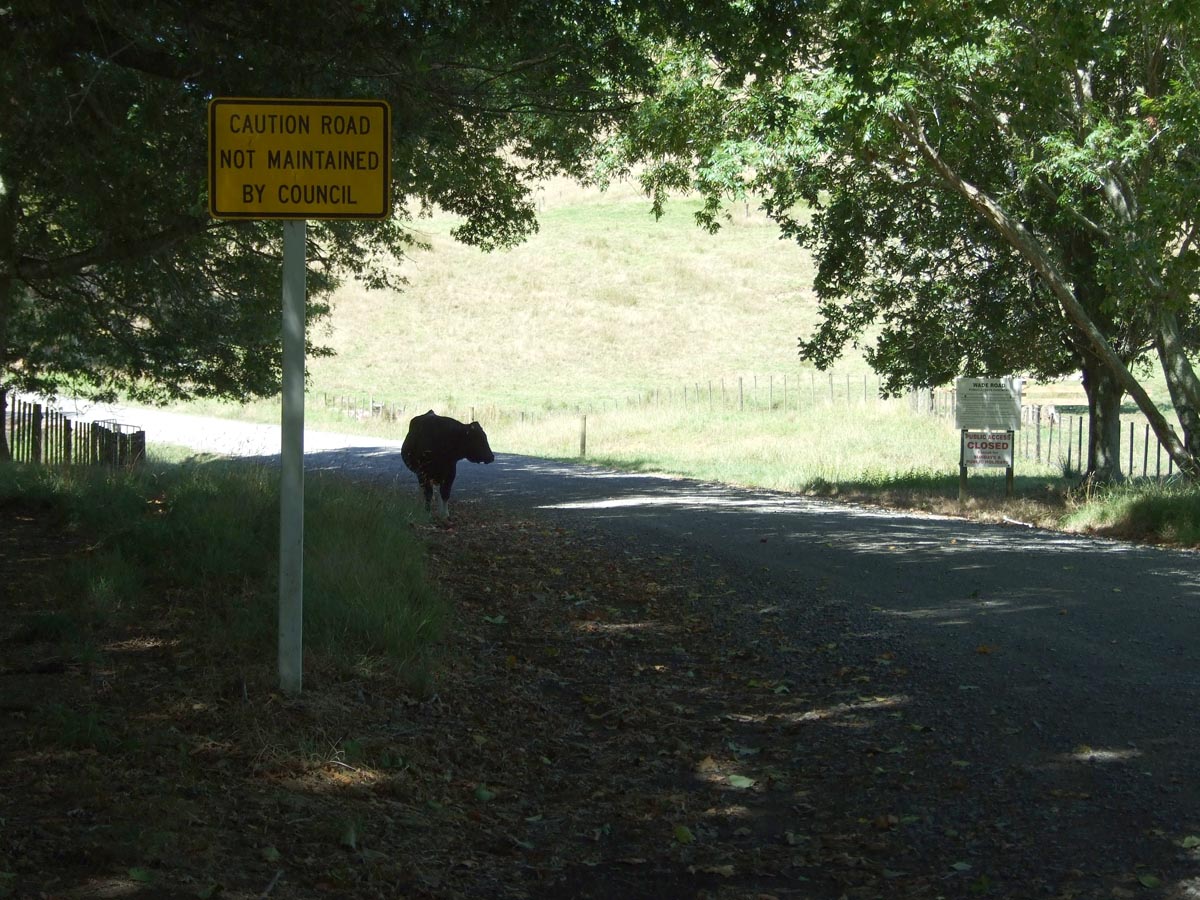 A bull loose on Wade Road