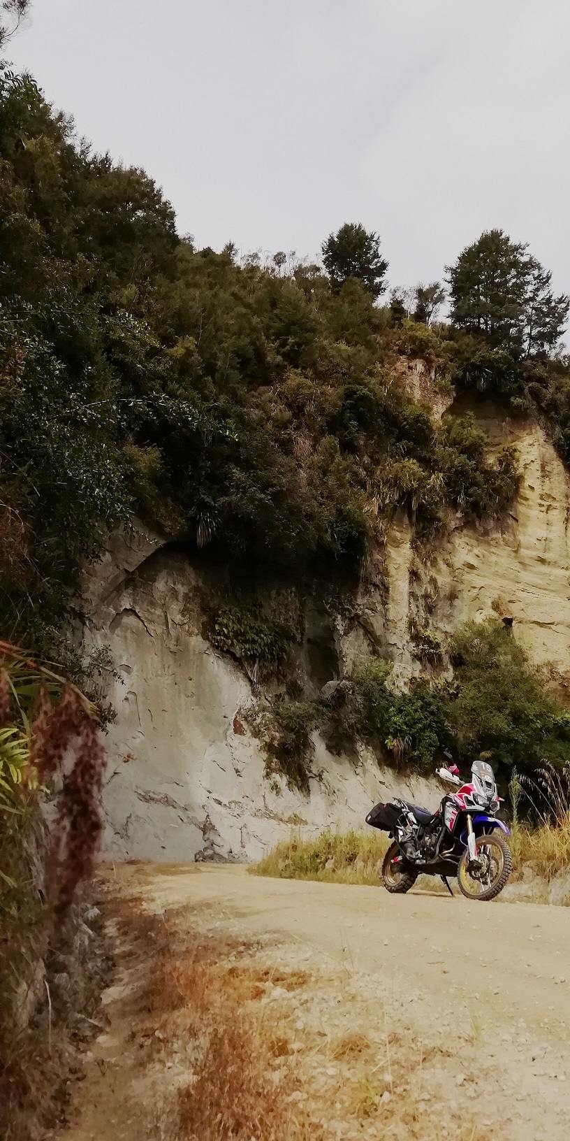 Whanganui Forest Loop