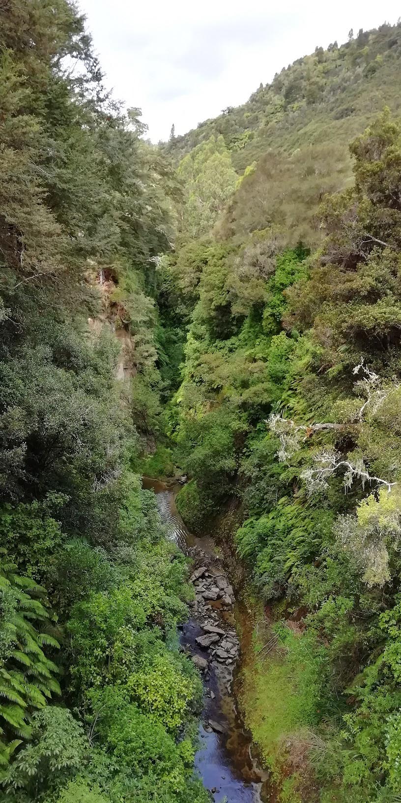 Whanganui Forest Loop